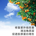 树 椰子树 树叶 树干 树枝