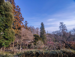 日本东京公园美景