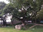 大树