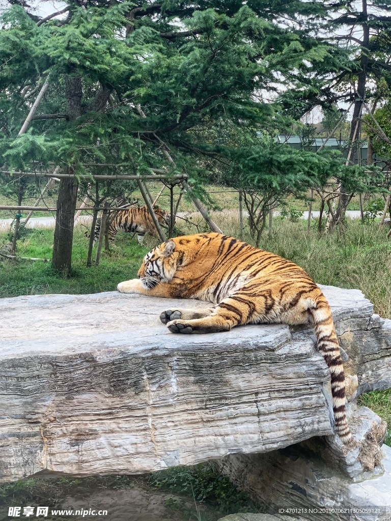 躺在石头上的老虎