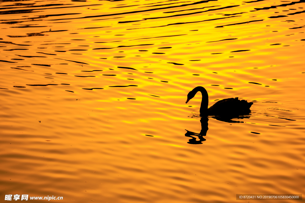 夕阳下金色湖面上的黑天鹅