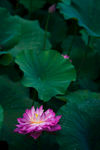夏日一枝芙蓉出水来