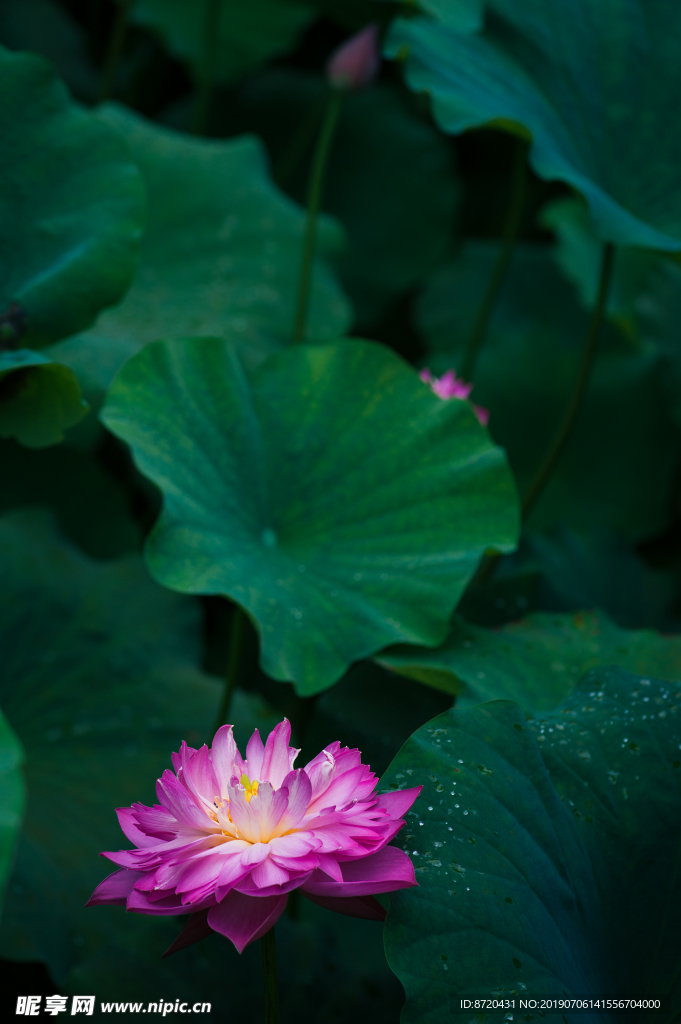 夏日一枝芙蓉出水来