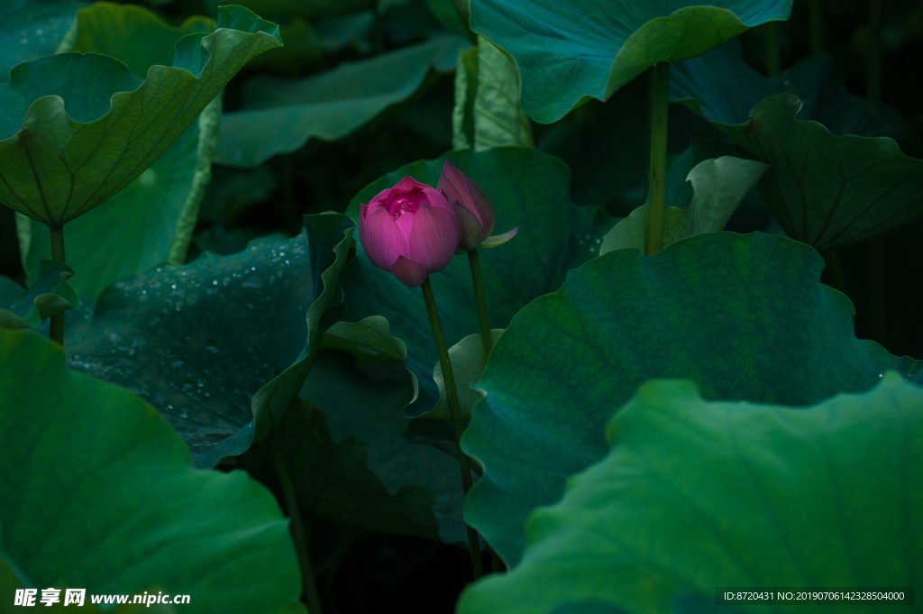 夏日一枝芙蓉出水来