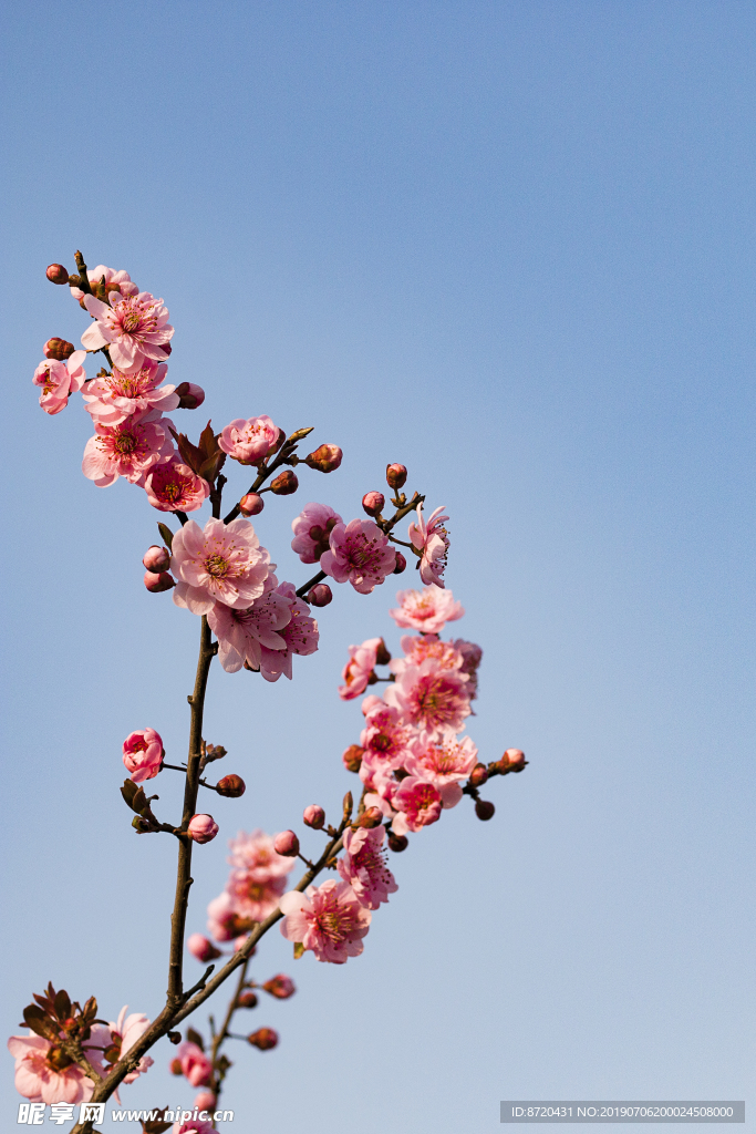 春季蓝天下一枝独秀粉色梅花樱花