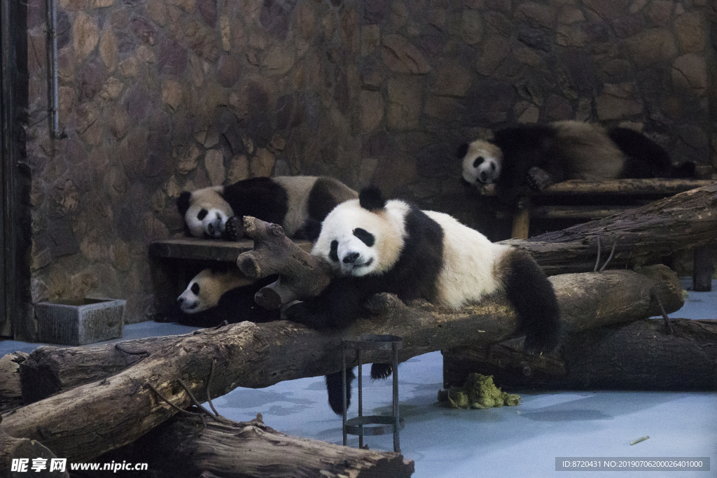 实拍四川成都熊猫基地野生动物