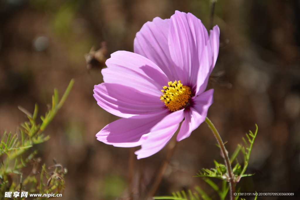 格桑花