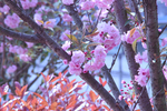 日本樱花