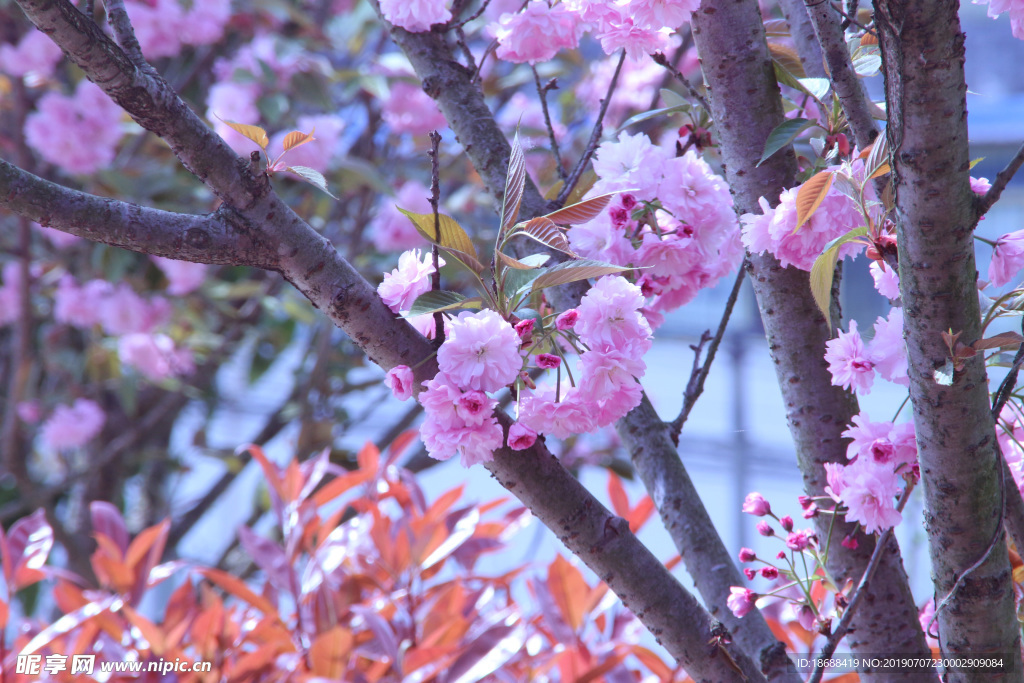 日本樱花