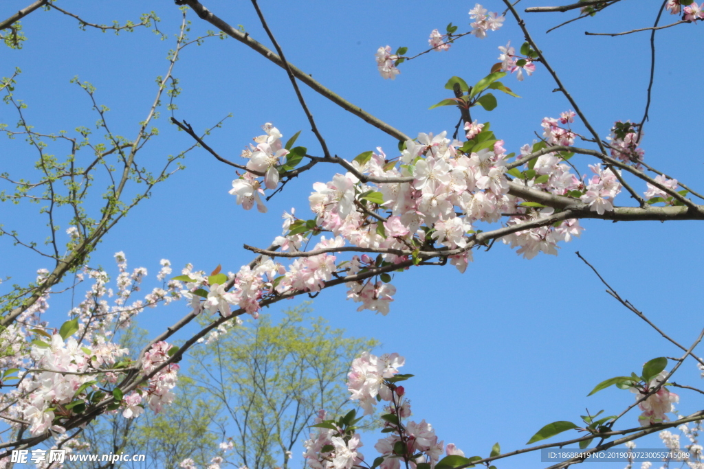 桃花枝