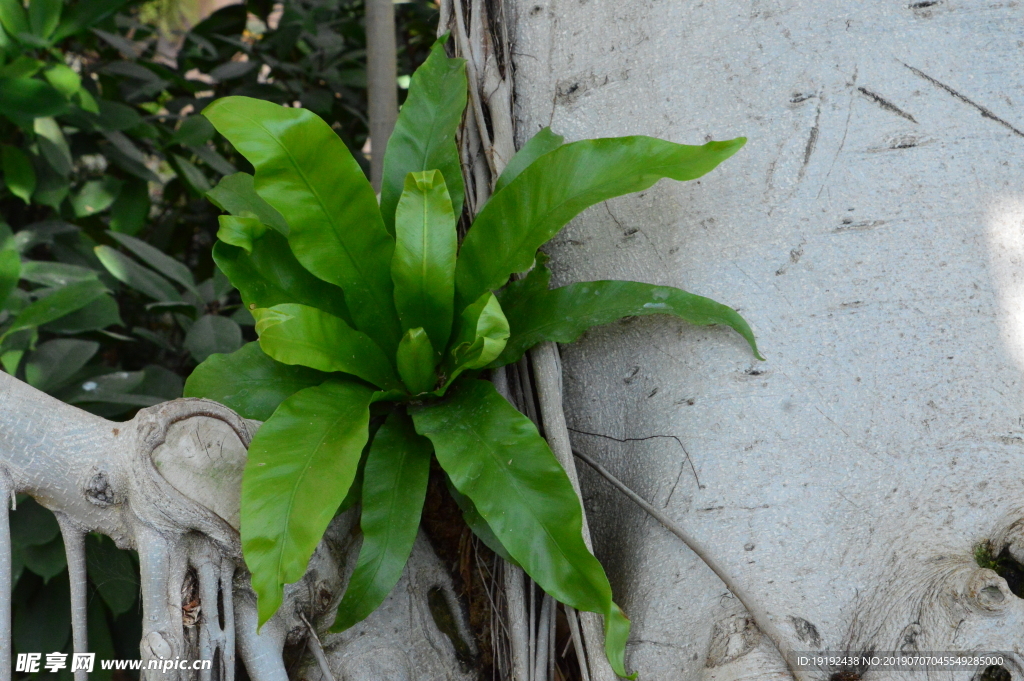 观叶植物