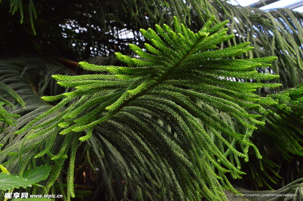 观叶植物