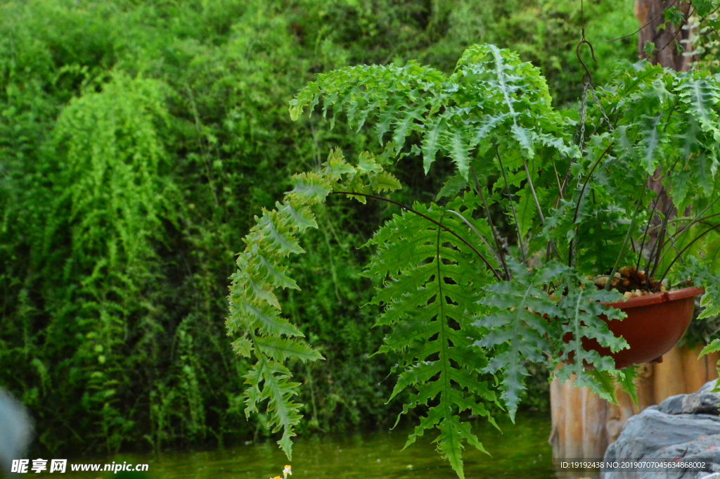 观叶植物