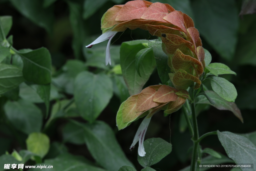 虾衣花