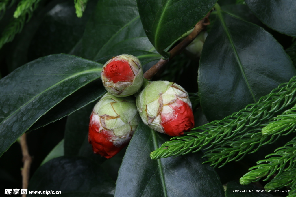 山茶花