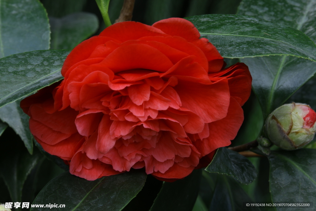 山茶花