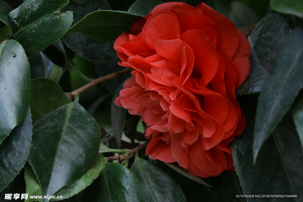 山茶花