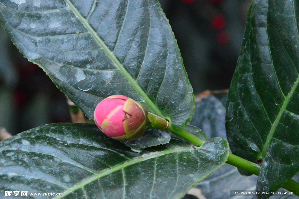 山茶花