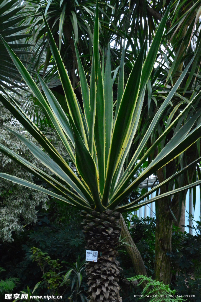 观叶植物