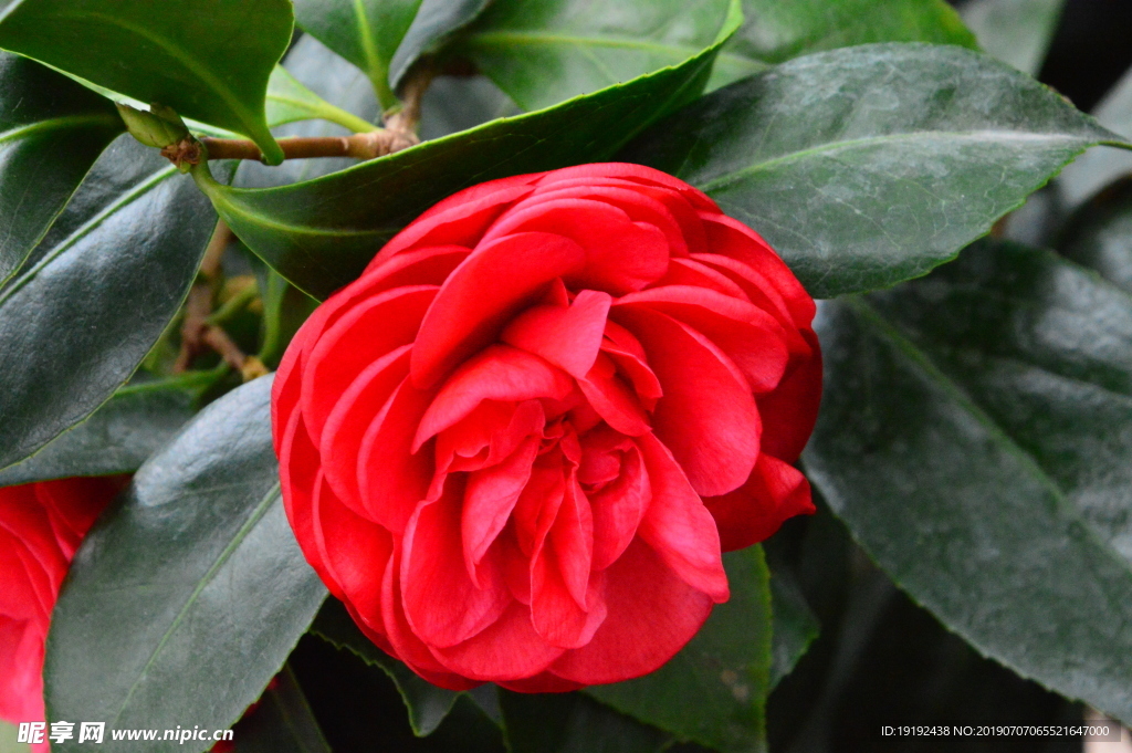 山茶花