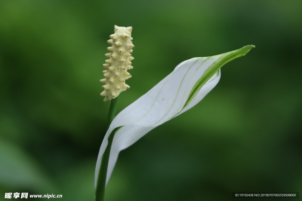 白鹤芋