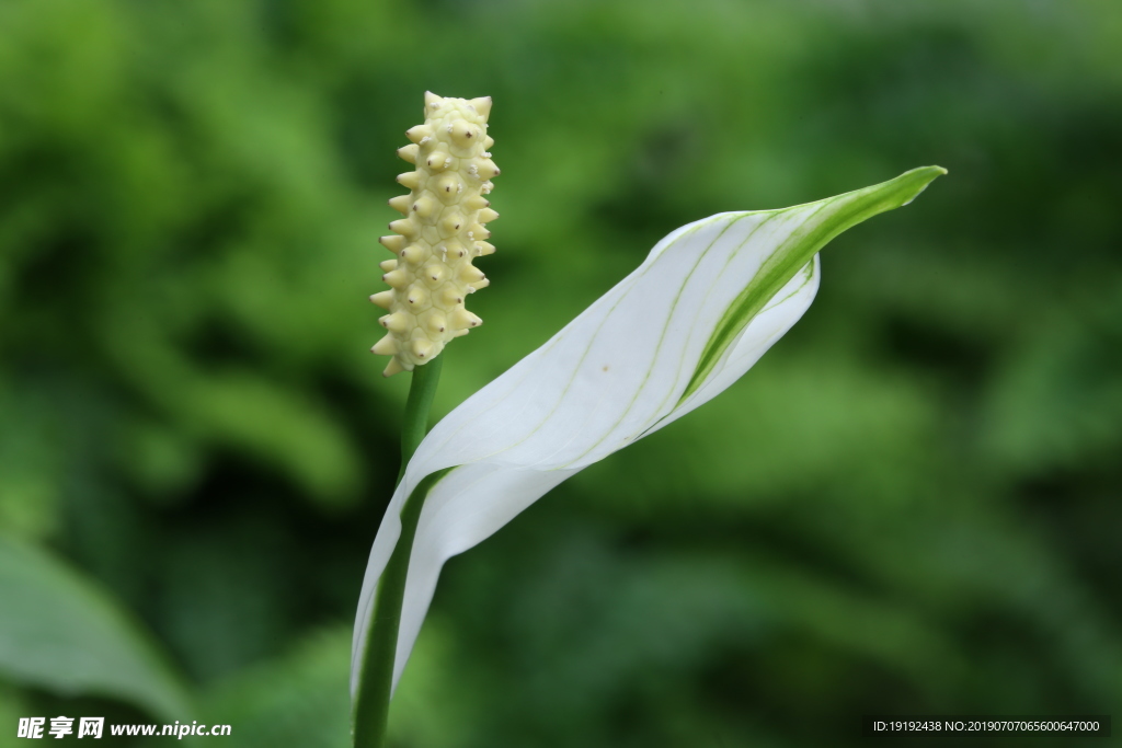 白鹤芋