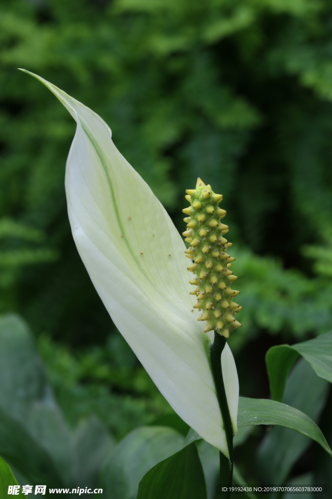 白鹤芋