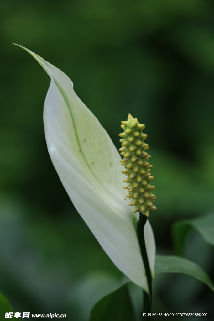 白鹤芋