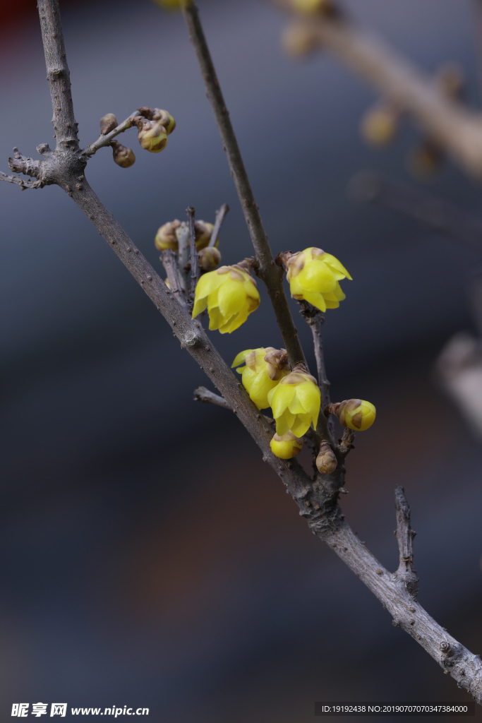 蜡梅花