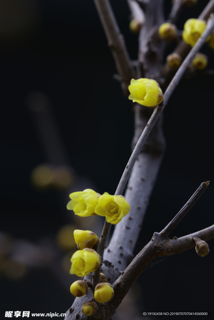 蜡梅花