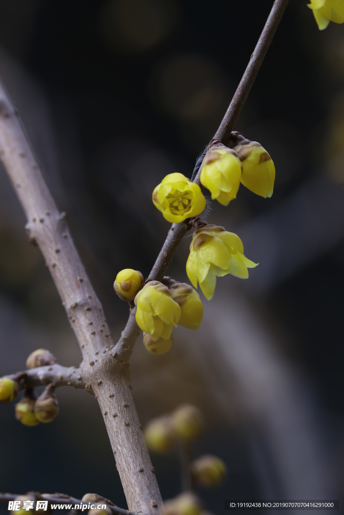 蜡梅花