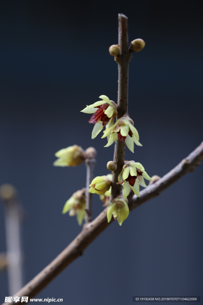 蜡梅花