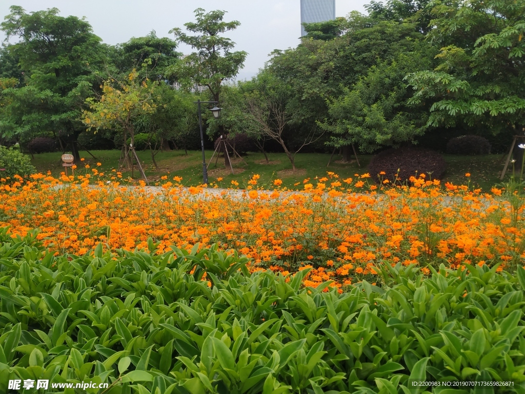 公园花草