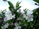 寺河山苹果花