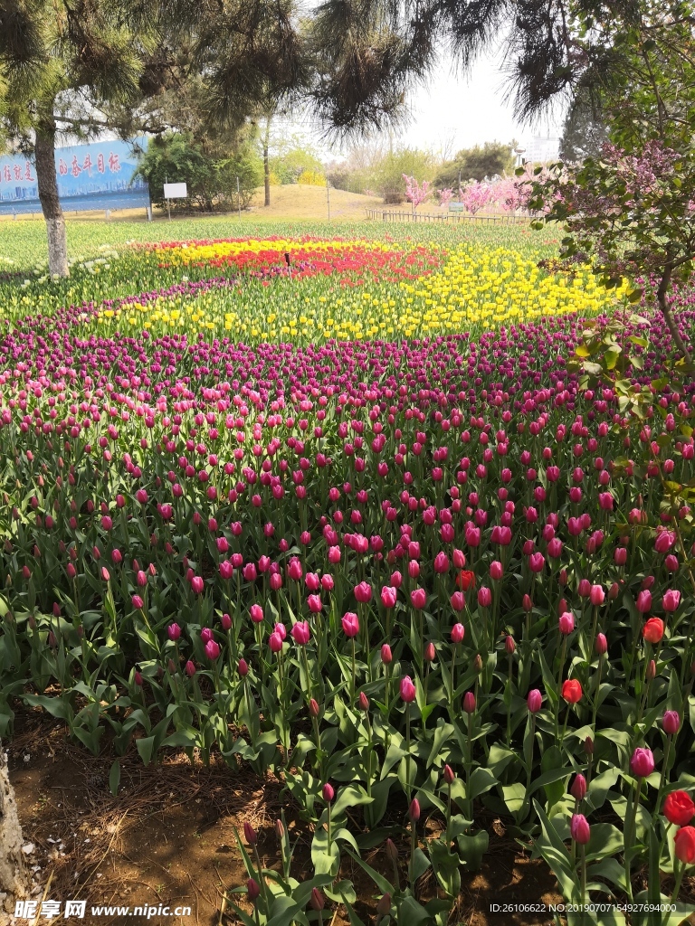 郁金香花海