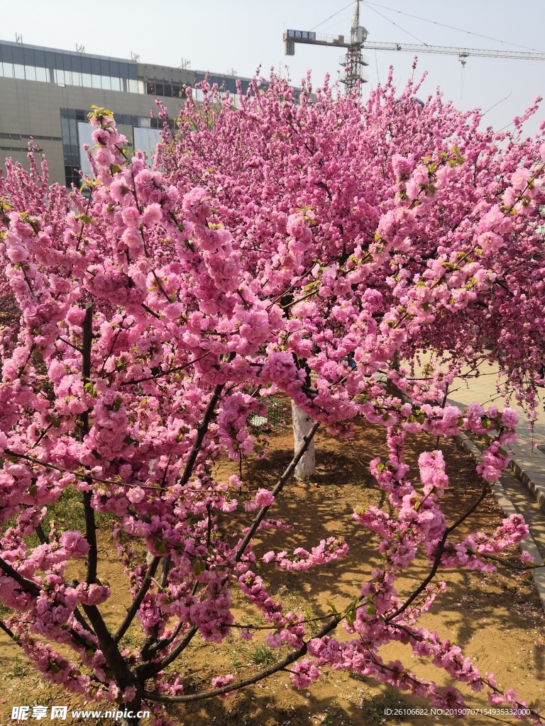粉色花树