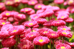 小花