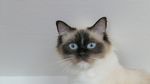 伯曼猫