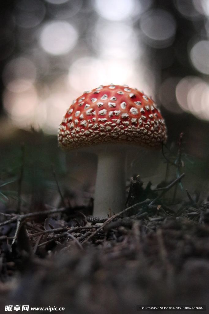 毒蘑菇