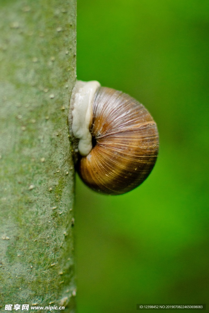 蜗牛