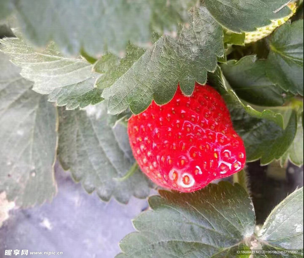 草莓特性