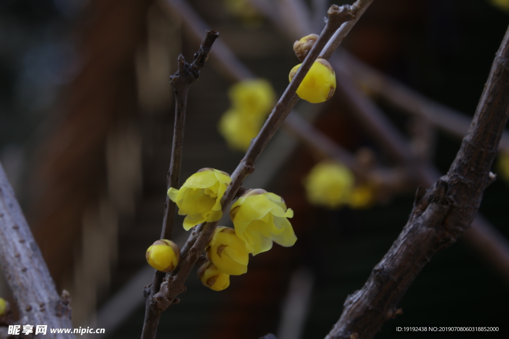 蜡梅花
