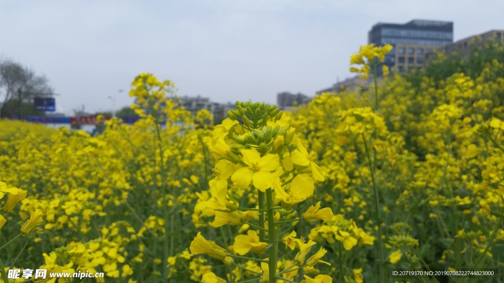 油菜花
