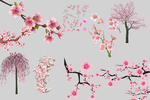 樱花