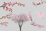 樱花