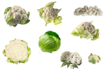 包菜