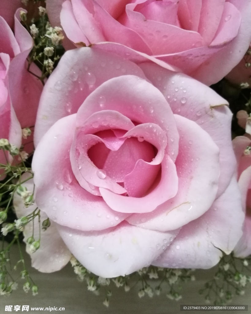 一朵粉红色玫瑰花特写