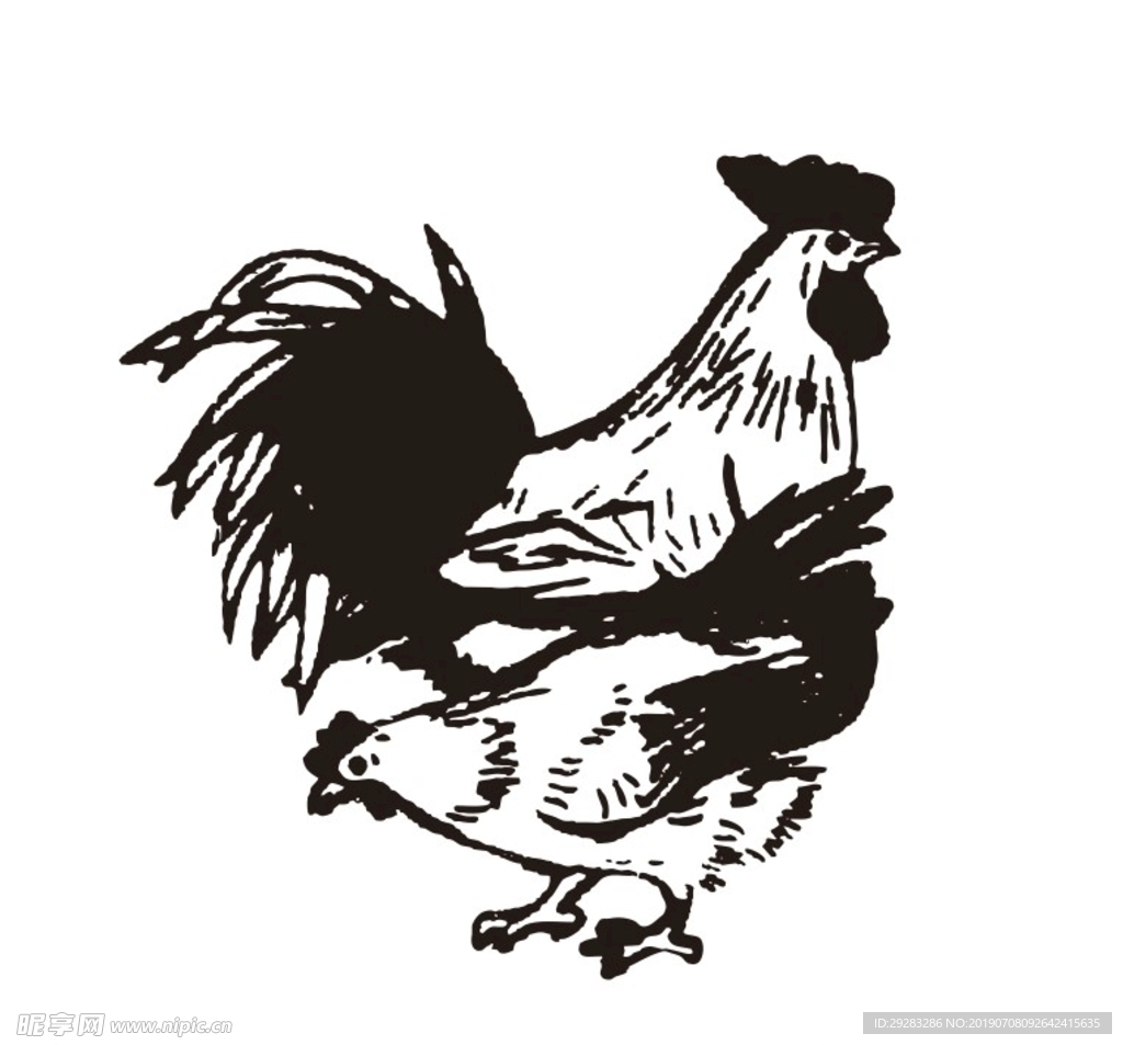 免费照片： 自然, 母鸡, 鸟, 动物, 喙, 鸡肉, 家禽, 羽毛, 户外