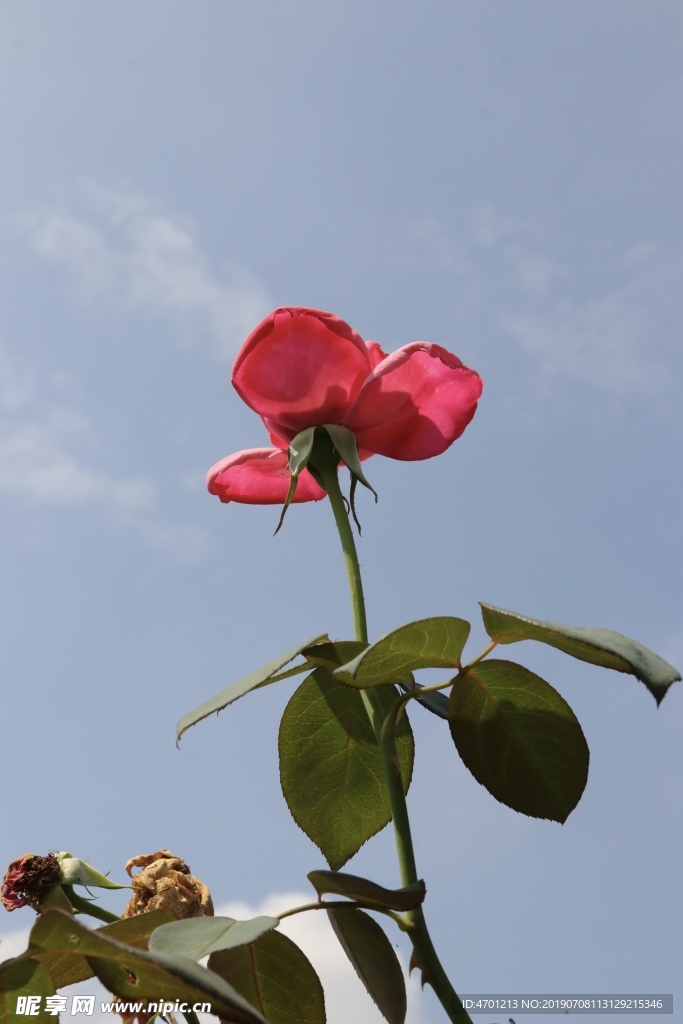 一朵红色的蔷薇花
