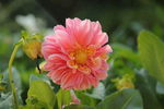 多层野菊花粉色花蕊